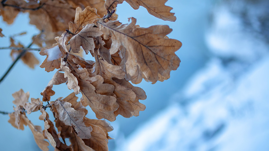 Late autumn or winter nature scene - brown  oak leaves at the backgroung of blue sky and snow  (blurred).