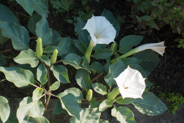 Late flowers of Datura innoxia in October Late flowers of Datura innoxia in October angel's trumpet flower stock pictures, royalty-free photos & images