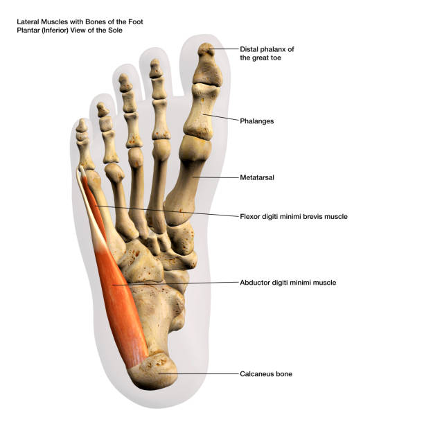 Lateral Muscles and Bones of the Foot Plantar View of the Sole, Labeled Human Anatomy Diagram Lateral Muscles and Bones of Male Foot Plantar View of the Sole, Labeled Human Anatomy Diagram 3D Rendering on White Background foot anatomy stock pictures, royalty-free photos & images