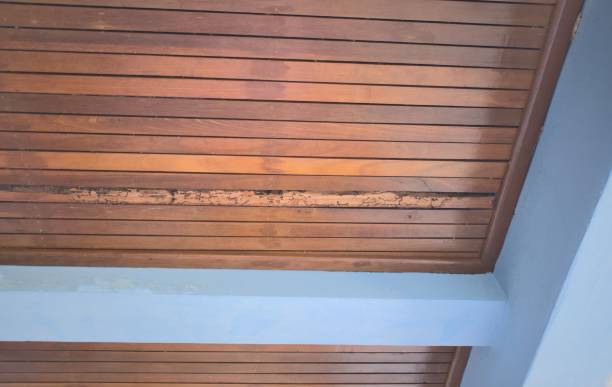 Lath ceiling, damaged wood from termite, blue concrete beams, wood , Ceiling background,copy space Lath ceiling, damaged wood from termite, blue concrete beams, wood , Ceiling background termite damage stock pictures, royalty-free photos & images