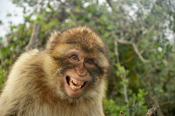 Laughing Barbary Ape, Gibraltar  laughing monkey stock pictures, royalty-free photos & images