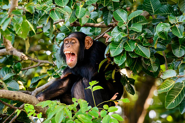 Laughing chimpanzee Chimp apparently laughing in the trees laughing monkey stock pictures, royalty-free photos & images
