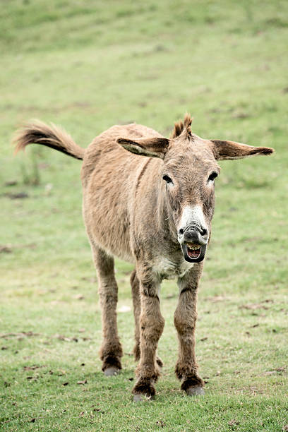 Laughing donkey Full body long leg long ear donkey laughing in the field with tails and ears horizontal donkey teeth stock pictures, royalty-free photos & images