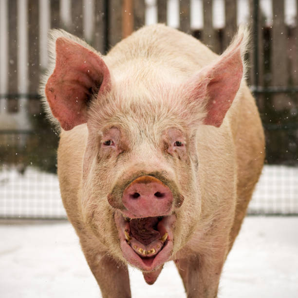 смеется смешная большая свинья - ugliest pig стоковые фото и изображения.