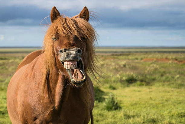 Laughing Horse Icelandic horse contorts mouth in a mighty laugh. Room for text on right side of image animal mouth photos stock pictures, royalty-free photos & images