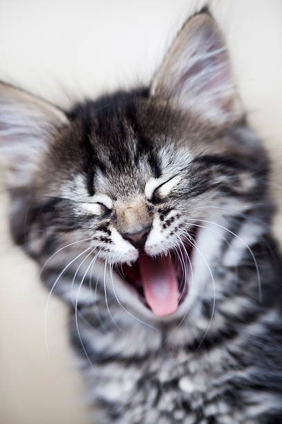 Best Laughing  Cat  Stock Photos Pictures Royalty Free 