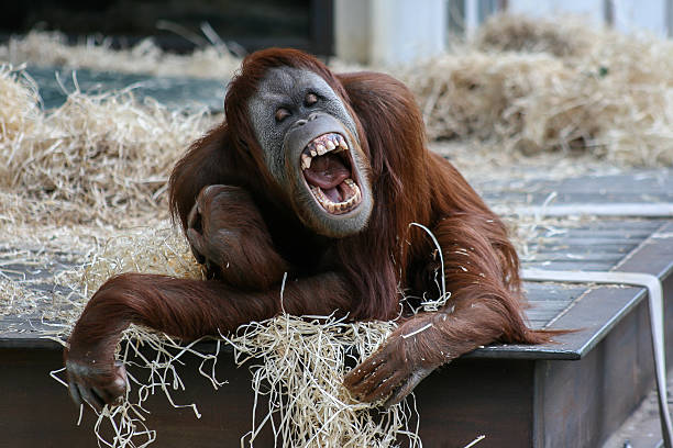 Laughing Orangutang Orangutang reaching out and laughing/grinning laughing monkey stock pictures, royalty-free photos & images