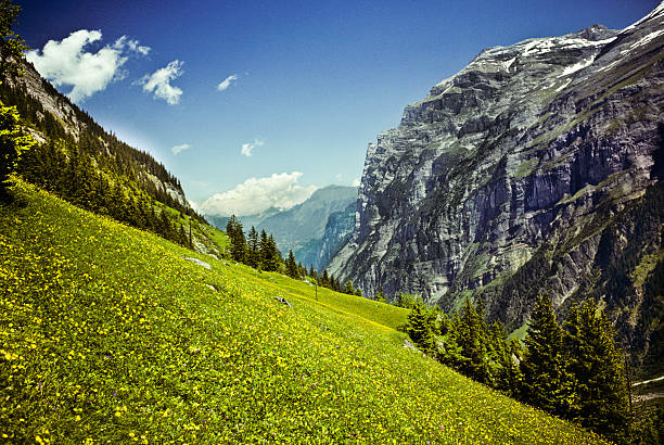 Lauterbrunnen Valley in Bloom The Lauterbrunnen Valley is a narrow steep walled valley in the Bernese Alps of Switzerland. The valley is also lined with wildflower filled alpine meadows where herds of dairy cows are frequently seen grazing. This view of the valley and a meadow of wildflowers was photographed from Tschinglehorn, Bern Canton, Switzerland. jeff goulden switzerland stock pictures, royalty-free photos & images