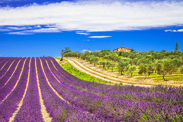 1 562 Lavande Provence Stock Photos Pictures Royalty Free Images