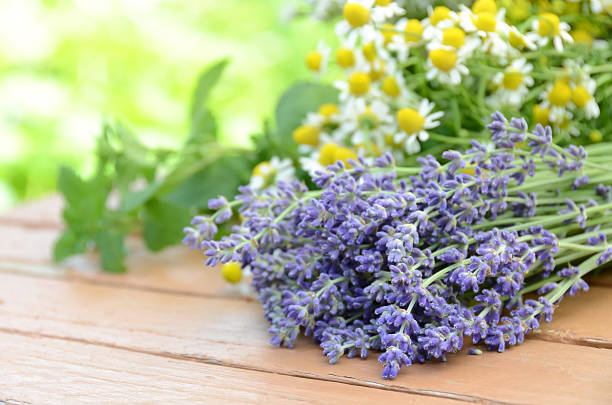 lavender and chamomile stock photo