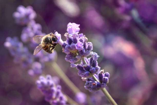 lavender blossom with honey bee Lavender blossom in a lavender lavender field with a wild bee in the foreground. biodiversity photos stock pictures, royalty-free photos & images