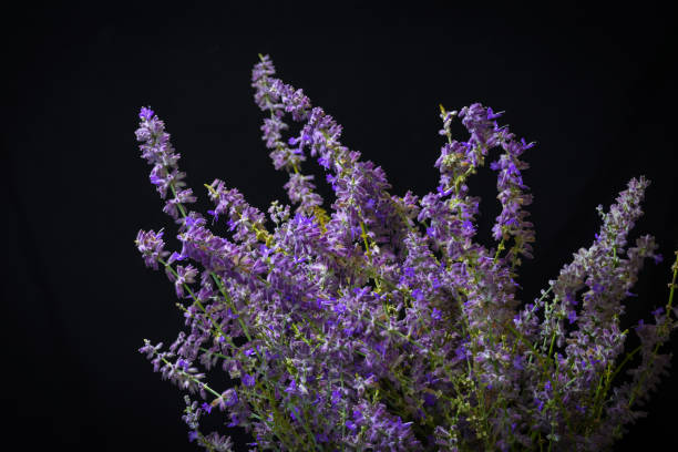 A lavender bouquet with a black background stock photo