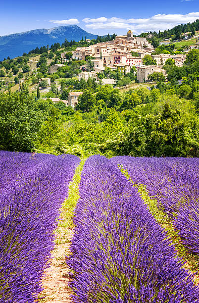 Lavender field and village, France. stock photo