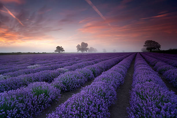 Lavender Field at dawn  somerset england stock pictures, royalty-free photos & images