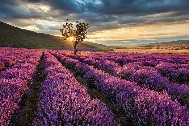 Lavender field at sunrise stock photo