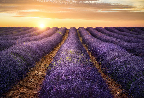 Lavender field from France at sunset cultivated in Brihuega, Spain