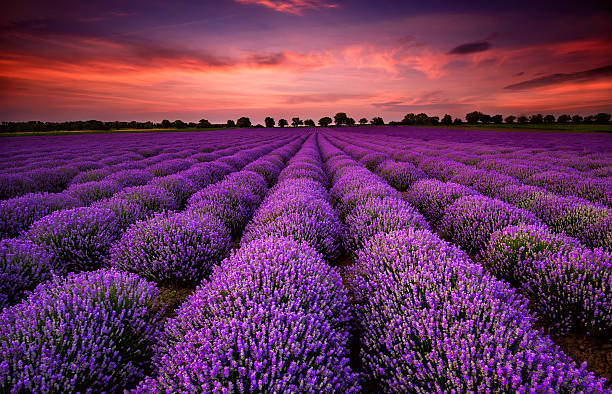 Lavender field at sunset stock photo