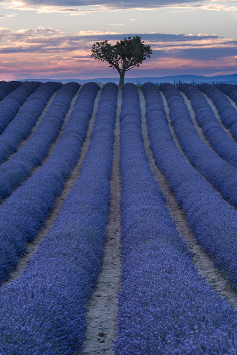 Lavender field in bloom at Sunset in Vallensole Provence France