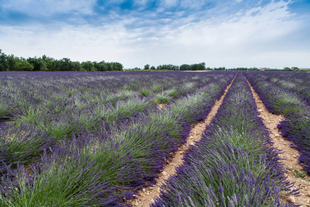 Lavender Field in Southern France stock photo