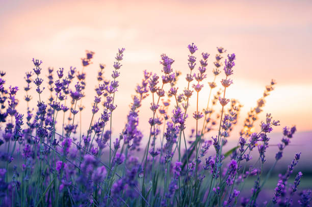 Lavender Field in the summer, natural colors, selective focus. stock photo
