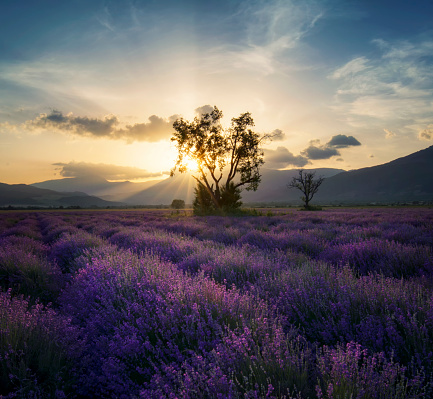 Beutiful lavender field on sunset.