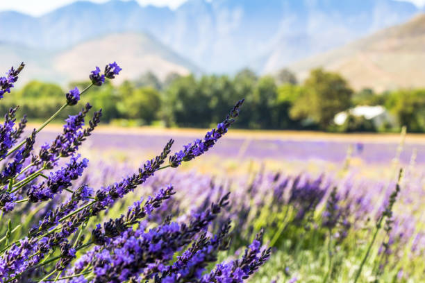 Lavender field near Franschhoek South Africa stock photo