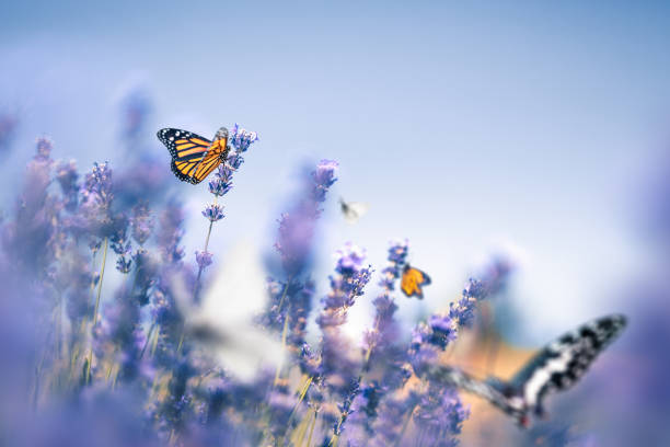 Lavender Field With Butterflies Colorful butterflies in lavender field. invertebrate stock pictures, royalty-free photos & images