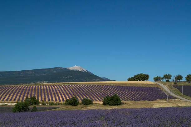 Lavender fields and Mt Ventoux stock photo