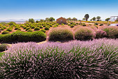 Lavender fields and other agricultural crops from the farm owners houses. Countryside and agrotourism concept