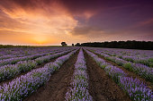 istock Lavender fields 1325895737