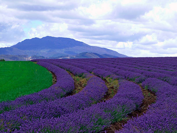 Lavender fields, Tasmania stock photo