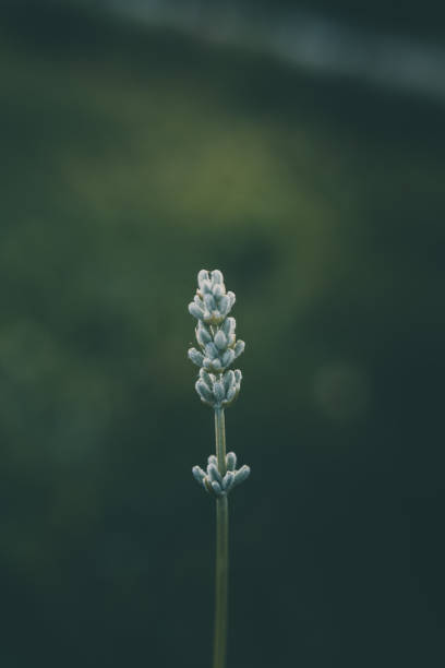 Lavender flower stock photo