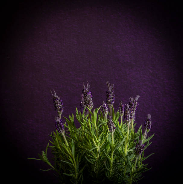 Lavender flower with violet background and green stem stock photo