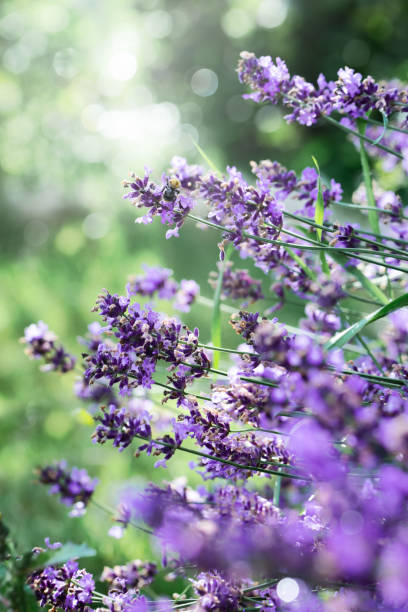 Lavender flowers background stock photo