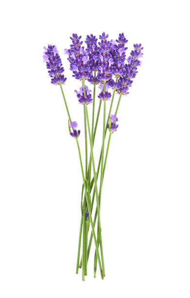Lavender flowers isolated on white background. stock photo