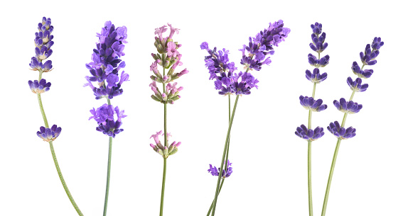 Lavender flowers mix  isolated on white background