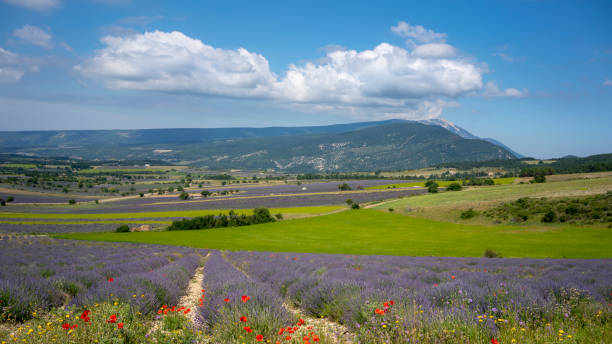 Lavender in Provence, South of France stock photo