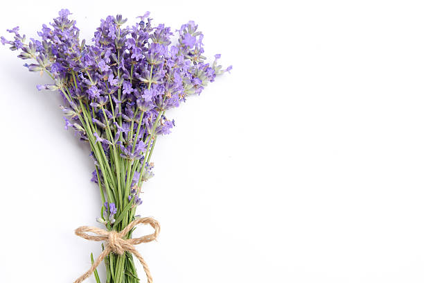 lavender on white background stock photo