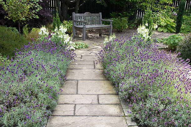 Lavender Path A stone path, flanked on both sides with flowering lavender, leading to a garden bench. garden path stock pictures, royalty-free photos & images