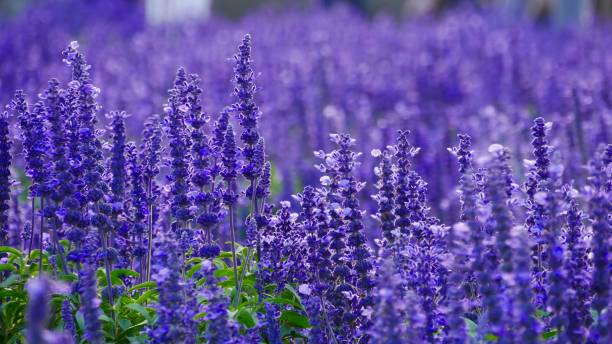 Lavender Lavender field in spring season lavender color photos stock pictures, royalty-free photos & images