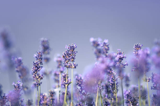 Lavender Close-up of lavender. lavender color stock pictures, royalty-free photos & images