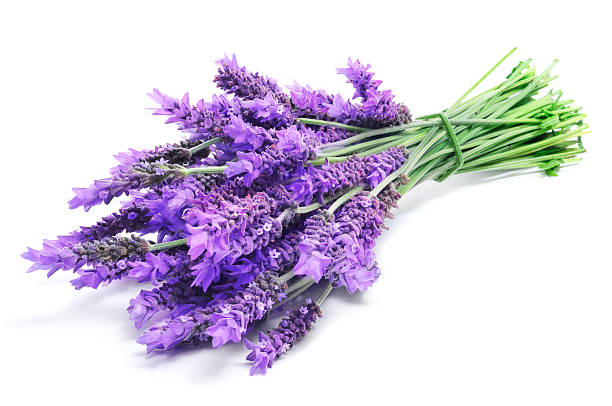 lavender a bunch of lavender flowers on a white background lavender color photos stock pictures, royalty-free photos & images