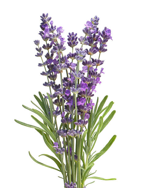 Lavender  lavender color photos stock pictures, royalty-free photos & images