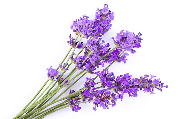 lavender fresh lavender flowers isolated on white background lavender color photos stock pictures, royalty-free photos & images