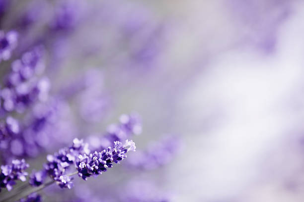 lavender Lavender background. lavender color stock pictures, royalty-free photos & images