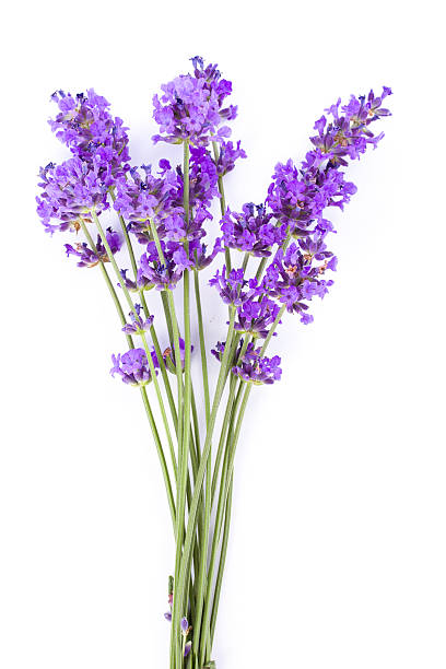 lavender fresh lavender flowers isolated on white backgroundsee my lavender color stock pictures, royalty-free photos & images