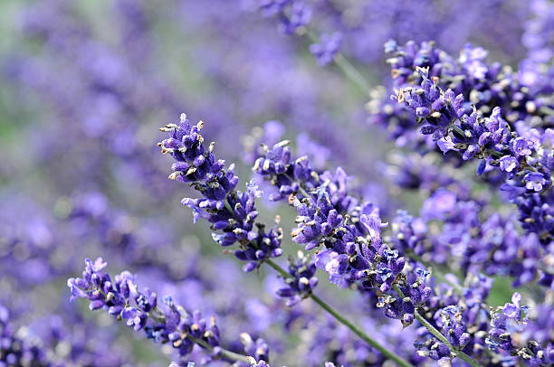 lavender stock photo
