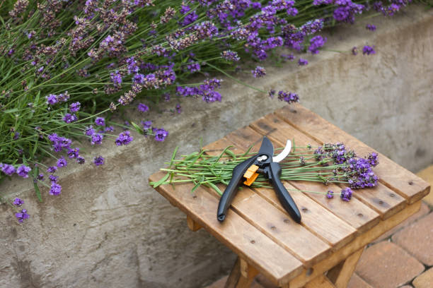 lavender seasonal pruning, bunch of cut lavender and pruning shears against a backdrop of flowering lavender bushes. Gardening concept stock photo