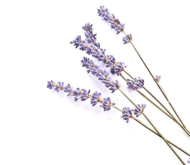 lavender stems background lavender stems isolated on white lavender plant stock pictures, royalty-free photos & images