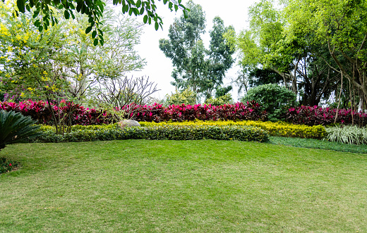 Lawn and bush in the garden.